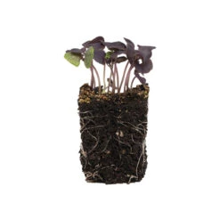 Basil, Dark Opal -Veggie Patch 0902m 04 dark opal