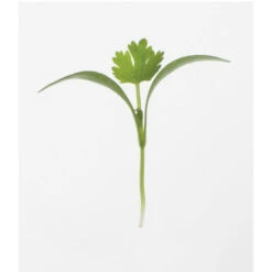 Cilantro -Veggie Patch 0919m 01 cilantro