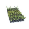 Pro-Tray 72 Cell Flats – 100 Count -Veggie Patch 09501 01 72plugflatcolor correct